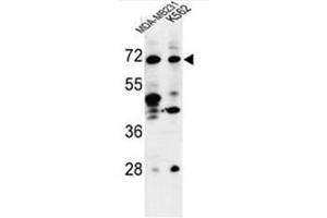 Western blot analysis of C21orf29 Antibody (Center) in MDA-MB231, K562 cell line lysates (35µg/lane). (TSPEAR antibody  (Middle Region))