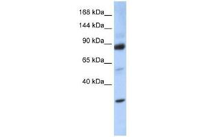 ZHX3 antibody used at 0.