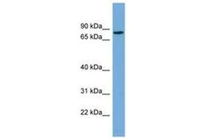 Image no. 1 for anti-Cartilage Acidic Protein 1 (CRTAC1) (AA 35-84) antibody (ABIN6745137) (CRTAC1 antibody  (AA 35-84))