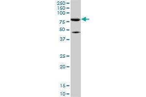 MFN2 monoclonal antibody (M01), clone 6A8. (MFN2 antibody  (AA 661-757))