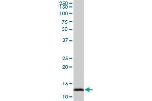 IFITM2 MaxPab polyclonal antibody. (IFITM2 antibody  (AA 1-132))