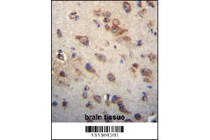 CKAP4 Antibody immunohistochemistry analysis in formalin fixed and paraffin embedded human brain tissue followed by peroxidase conjugation of the secondary antibody and DAB staining.