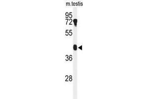 Western blot analysis of B4GALT2 Antibody (C-term) in mouse testis tissue lysates (35µg/lane). (B4GALT2 antibody  (C-Term))