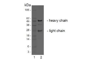 SDS-PAGE analysis of purified BBX-1H1 monoclonal antibody. (LGR4 antibody)