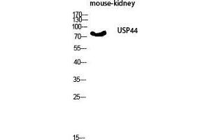 Western Blot (WB) analysis of Mouse Kidney lysis using USP44 antibody. (USP44 antibody  (Internal Region))