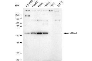 Western blotting analysis using NR4A1 antibody (ABIN7799659).