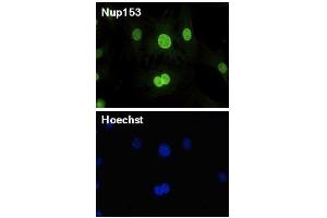 Immunofluorescence (IF) image for anti-Nucleoporin 153kDa (NUP153) (AA 610-1191) antibody (ABIN2452062)