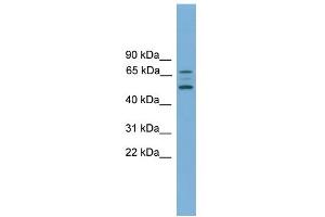 WB Suggested Anti-ACVR2B Antibody Titration:  0. (ACVR2B antibody  (Middle Region))