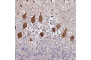 Immunohistochemical staining (Formalin-fixed paraffin-embedded sections) of human cerebellum with AGFG2 polyclonal antibody  shows strong cytoplasmic and nuclear positivity in Purkinje cells.