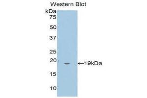Western Blotting (WB) image for anti-Annexin A4 (ANXA4) (AA 3-156) antibody (ABIN1176331)