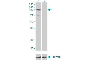 Western blot analysis of GTF3C3 over-expressed 293 cell line, cotransfected with GTF3C3 Validated Chimera RNAi (Lane 2) or non-transfected control (Lane 1).