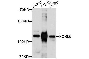Western blot analysis of extracts of various cell lines, using FCRL5 antibody (ABIN6292859) at 1:3000 dilution.
