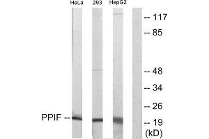 Western Blotting (WB) image for anti-Peptidylprolyl Isomerase F (PPIF) (Internal Region) antibody (ABIN1849305) (PPIF antibody  (Internal Region))