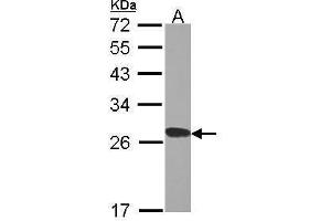 WB Image Sample (30 ug of whole cell lysate) A: H1299 12% SDS PAGE RPL15 antibody antibody diluted at 1:1000 (RPL15 antibody)