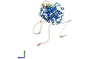 AlphaFold protein structure predicition of Mouse Recombinant Ddx31 Protein, UniprotID Q6NZQ2 (DDX31 Protein (AA 1-687) (His tag))
