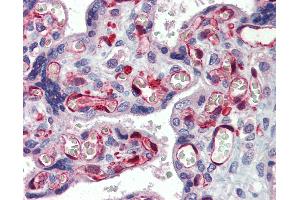 Anti-NOP56 / NOL5A antibody IHC of human placenta. (NOP56 antibody  (AA 193-242))