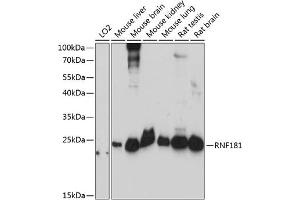 Western blot analysis of extracts of various cell lines, using RNF181 antibody (ABIN7270067) at 1:3000 dilution. (RNF181 antibody  (AA 1-153))