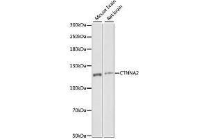 Western blot analysis of extracts of various cell lines, using CTNNA2 antibody (ABIN6292637) at 1:1000 dilution. (CTNNA2 antibody)