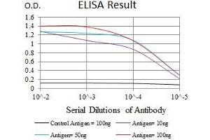Black line: Control Antigen (100 ng), Purple line: Antigen(10 ng), Blue line: Antigen (50 ng), Red line: Antigen (100 ng), (MRPL42 antibody  (AA 10-142))