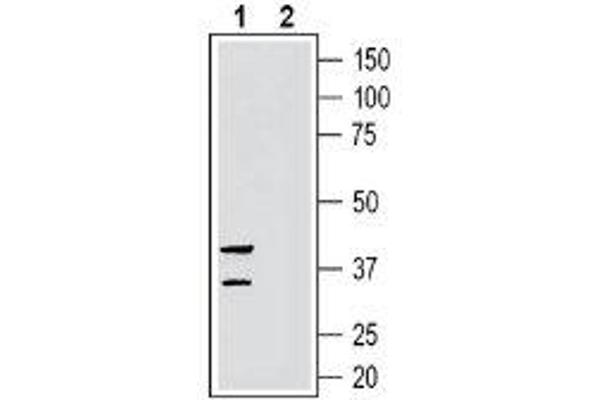 GPR35 antibody  (Extracellular, Loop 2)