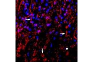 Immunohistochemistry (IHC) image for anti-Neuregulin 1 (NRG1) (AA 87-101), (Extracellular) antibody (ABIN7043353)