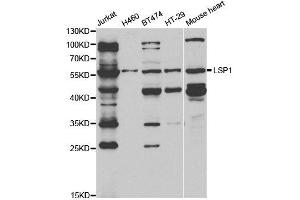 Western Blotting (WB) image for anti-Lymphocyte-Specific Protein 1 (LSP1) antibody (ABIN1876818) (LSP1 antibody)
