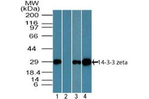 Image no. 1 for anti-14-3-3 zeta (YWHAZ) (AA 200-245) antibody (ABIN1491173)