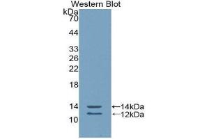 Western Blotting (WB) image for anti-Peptide YY (PYY) (AA 31-97) antibody (ABIN1860387) (Peptide YY antibody  (AA 31-97))