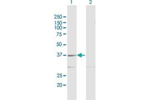 Western Blot analysis of GMPR2 expression in transfected 293T cell line by GMPR2 MaxPab polyclonal antibody. (GMPR2 antibody  (AA 1-348))