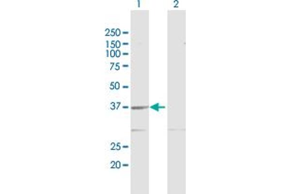 GMPR2 antibody  (AA 1-348)