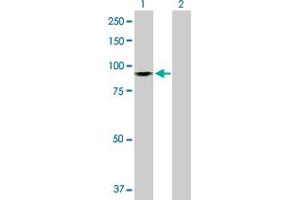 Western Blot analysis of ZW10 expression in transfected 293T cell line by ZW10 MaxPab polyclonal antibody. (ZW10 antibody  (AA 1-779))