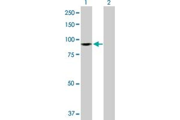 ZW10 antibody  (AA 1-779)