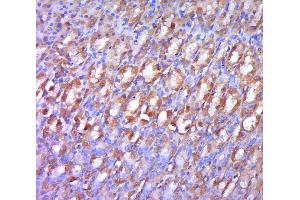 Paraformaldehyde-fixed, paraffin embedded rat stomach; Antigen retrieval by boiling in sodium citrate buffer (pH6. (LRP6 antibody  (pSer1490))