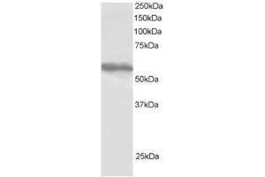 Image no. 1 for anti-Tripartite Motif-containing 4 (TRIM4) (C-Term) antibody (ABIN374319) (TRIM4 antibody  (C-Term))