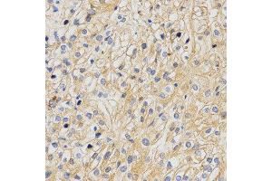 Immunohistochemistry (IHC) image for anti-Amyloid beta (A4) Precursor-Like Protein 2 (APLP2) antibody (ABIN1876643) (APLP2 antibody)