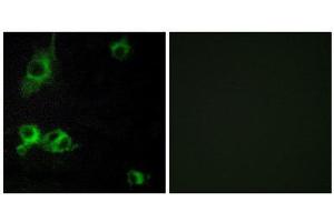 Immunofluorescence (IF) image for anti-Laminin, alpha 1 (LAMA1) (C-Term) antibody (ABIN1850443) (Laminin alpha 1 antibody  (C-Term))