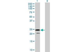 Western Blot analysis of IL24 expression in transfected 293T cell line by IL24 MaxPab polyclonal antibody. (IL-24 antibody  (AA 1-206))