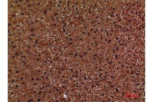 Immunohistochemistry (IHC) analysis of paraffin-embedded Mouse Liver, antibody was diluted at 1:100. (CD276 antibody  (Internal Region))