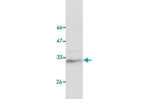 Western blot analysis of HEK293 whole cell lystae with STOM monoclonal antibody, clone 13  at 1:1000 dilution.