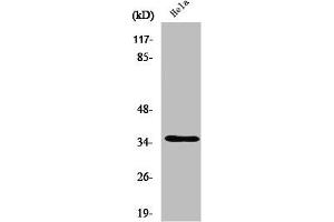Western Blot analysis of HepG2 cells using Olfactory receptor 52A1 Polyclonal Antibody (OR52A1 antibody  (Internal Region))