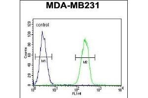 HPGD Antibody (C-term) (ABIN390765 and ABIN2841023) flow cytometric analysis of MDA-M cells (right histogram) compared to a negative control cell (left histogram). (HPGD antibody  (C-Term))