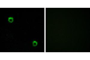 Peptide - +Western blot analysis of extracts from HeLa cells, using FZD2 antibody. (FZD2 antibody  (Internal Region))