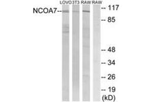 Western Blotting (WB) image for anti-Nuclear Receptor Coactivator 7 (NCOA7) (AA 422-471) antibody (ABIN2890473) (NCOA7 antibody  (AA 422-471))
