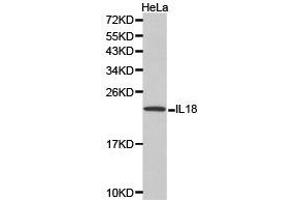 Western Blotting (WB) image for anti-Interleukin 18 (IL18) antibody (ABIN1873197) (IL-18 antibody)