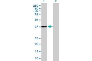 Western Blot analysis of PHYH expression in transfected 293T cell line by PHYH MaxPab polyclonal antibody. (PHYH antibody  (AA 1-338))