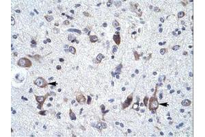 Image no. 1 for anti-Neuronal Calcium Sensor 1 (NCS1) (N-Term) antibody (ABIN6736039) (NCS1 antibody  (N-Term))
