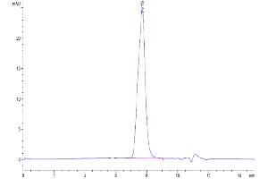 The purity of Mouse BCMA/TNFRSF17 is greater than 95 % as determined by SEC-HPLC. (BCMA Protein (AA 1-49) (Fc Tag))