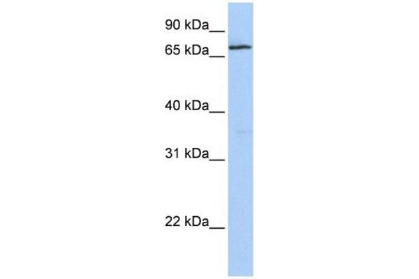 ZNF548 antibody  (N-Term)
