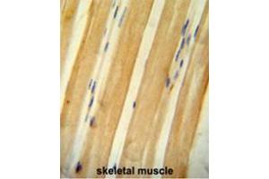 BCLAF1 antibody (C-term) immunohistochemistry analysis in formalin fixed and paraffin embedded human skeletal muscle followed by peroxidase conjugation of the secondary antibody and DAB staining. (BCLAF1 antibody  (C-Term))