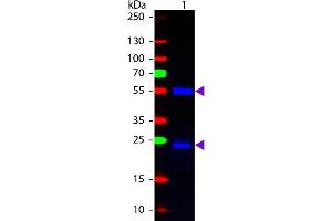 Western blot of Fluorescein conjugated Chicken Anti-Mouse IgG secondary antibody. (Chicken anti-Mouse IgG (Heavy & Light Chain) Antibody (FITC) - Preadsorbed)